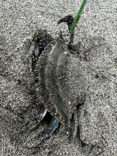 ワタリガニの釣果