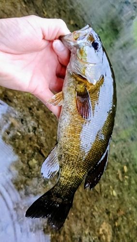 スモールマウスバスの釣果