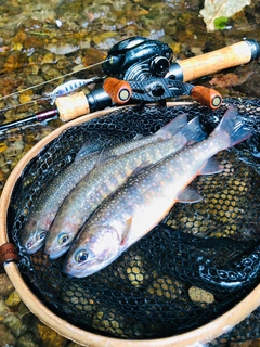 イワナの釣果