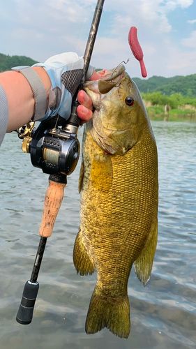 スモールマウスバスの釣果