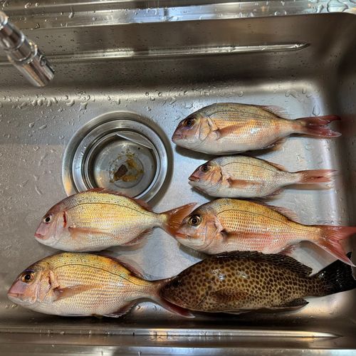 マダイの釣果