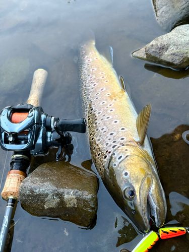 ブラウントラウトの釣果