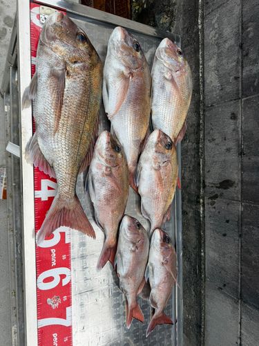 タイの釣果