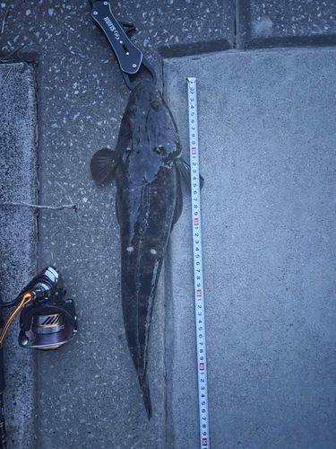 マゴチの釣果