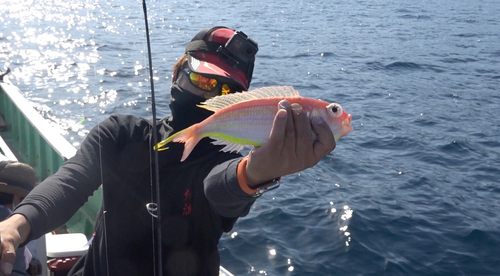 イトヨリダイの釣果