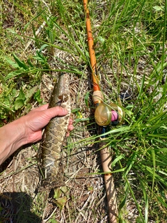 ライギョの釣果