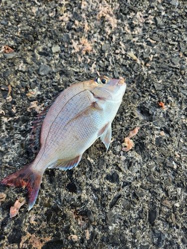 チャリコの釣果