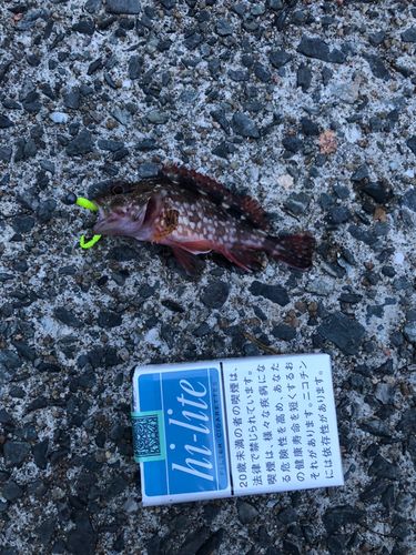 カサゴの釣果