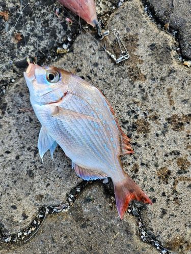 チャリコの釣果