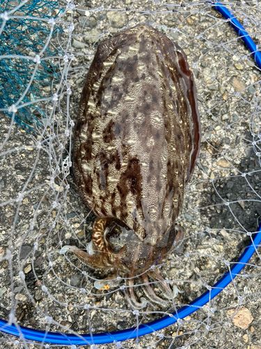 モンゴウイカの釣果
