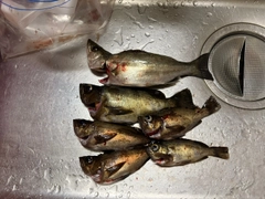 メバルの釣果