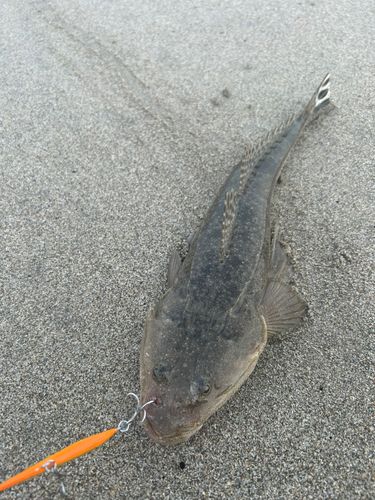 コチの釣果