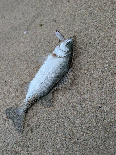 セイゴ（ヒラスズキ）の釣果