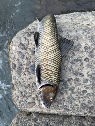 ニゴイの釣果