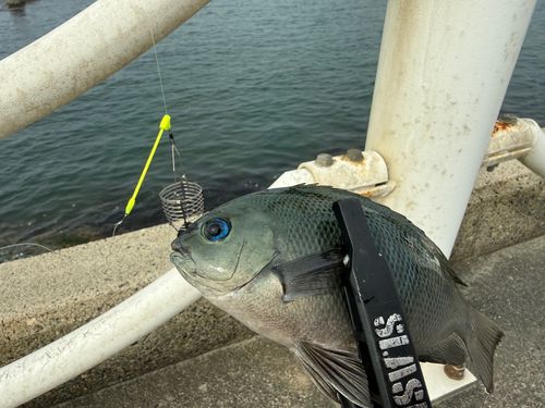 メジナの釣果