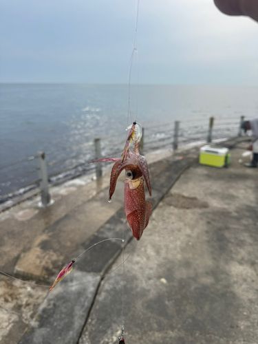 ケンサキイカの釣果