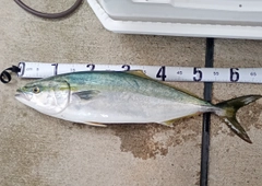ワラサの釣果