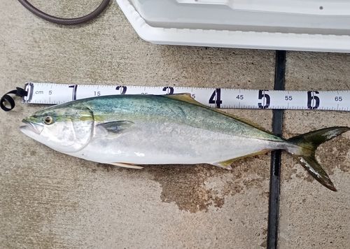 ワラサの釣果