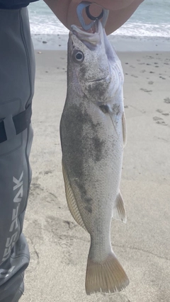ニベの釣果