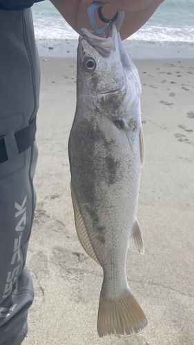 ニベの釣果