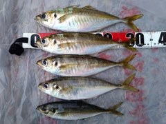 アジの釣果
