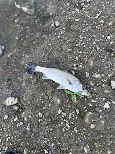 スズキの釣果
