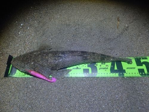 マゴチの釣果