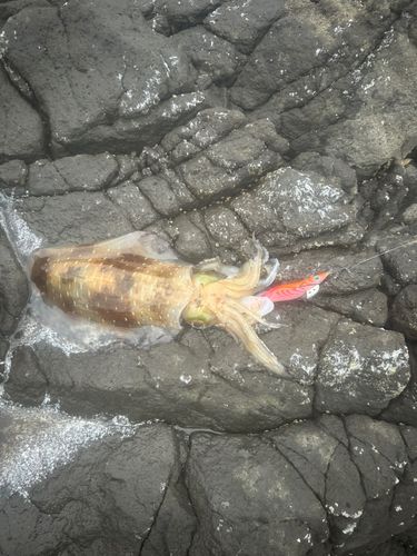 アオリイカの釣果