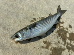 ボラの釣果