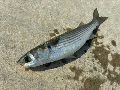 ボラの釣果