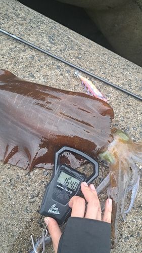 アオリイカの釣果