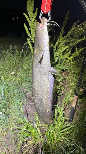 ナマズの釣果