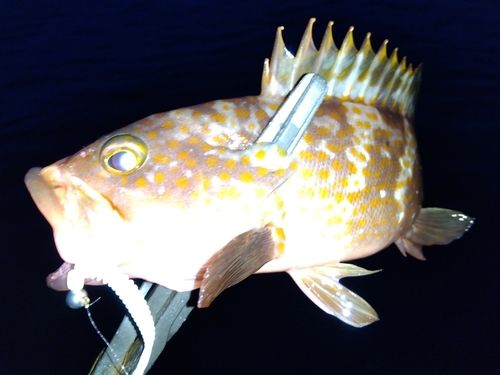 キジハタの釣果