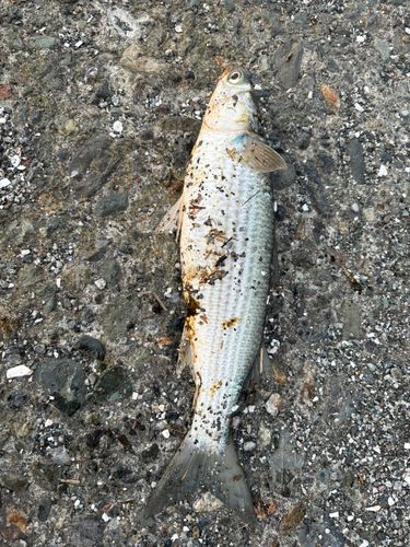 ボラの釣果