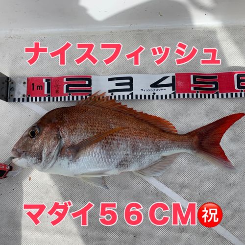 マダイの釣果