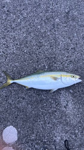 メジロの釣果