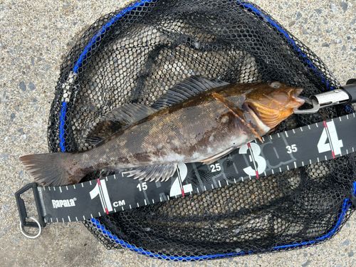 アイナメの釣果