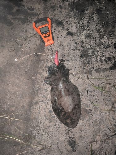 モンゴウイカの釣果