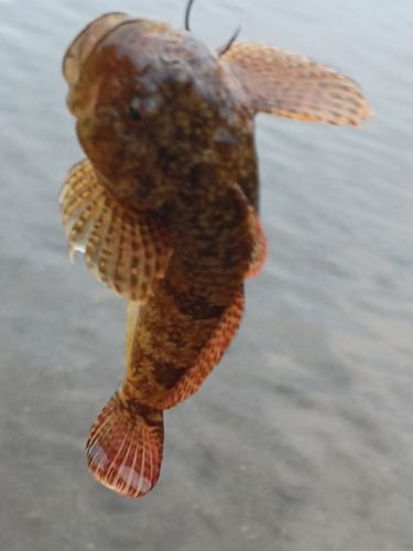 カジカの釣果
