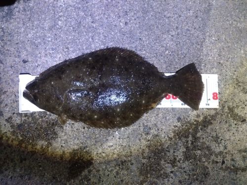 ヒラメの釣果