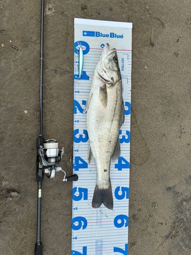 スズキの釣果