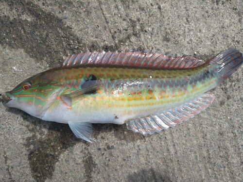 キュウセンの釣果