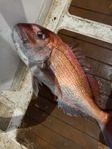 マダイの釣果