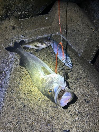 スズキの釣果