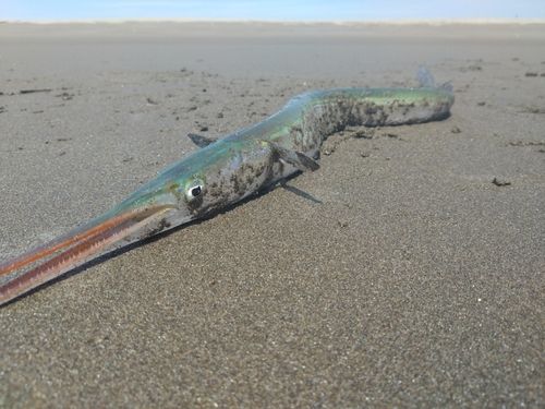 ダツの釣果