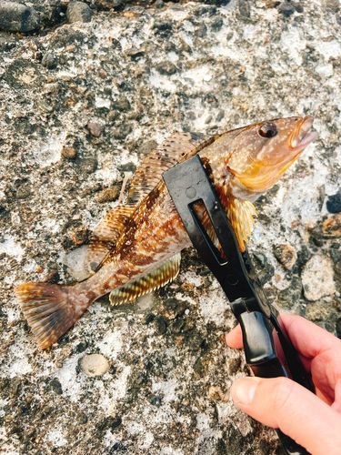 アイナメの釣果