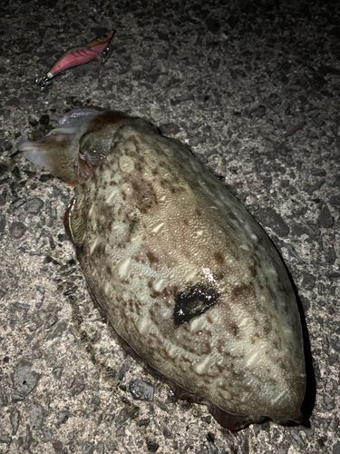 モンゴウイカの釣果