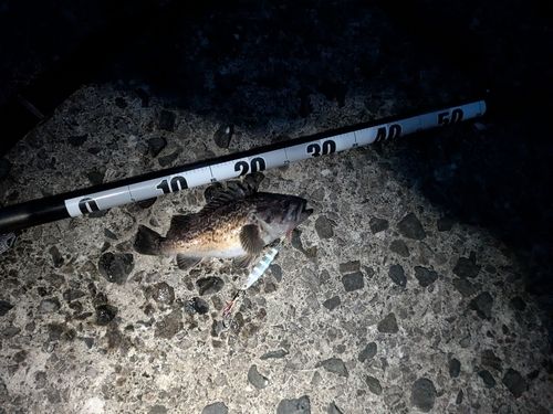クロソイの釣果