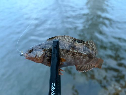 アイナメの釣果