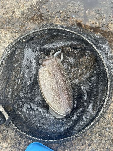 シリヤケイカの釣果